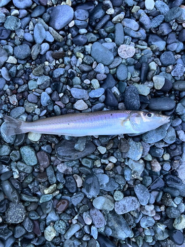 キスの釣果