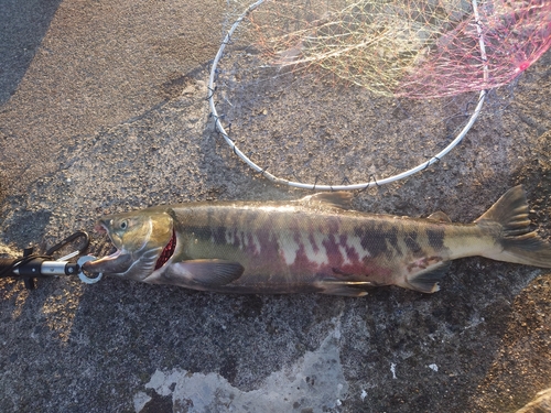 アキアジの釣果