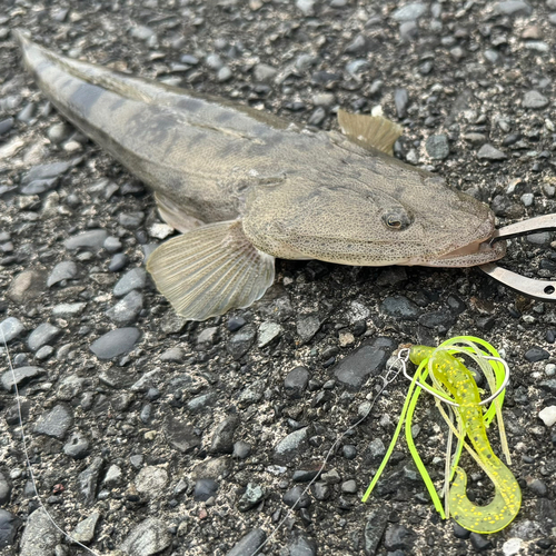 マゴチの釣果