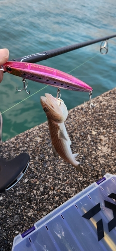 エソの釣果