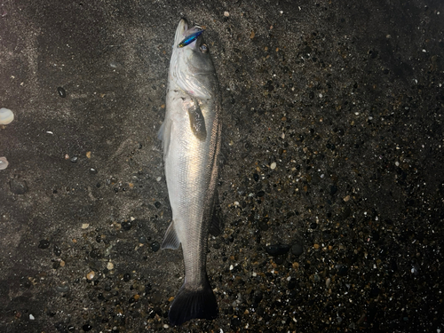 スズキの釣果