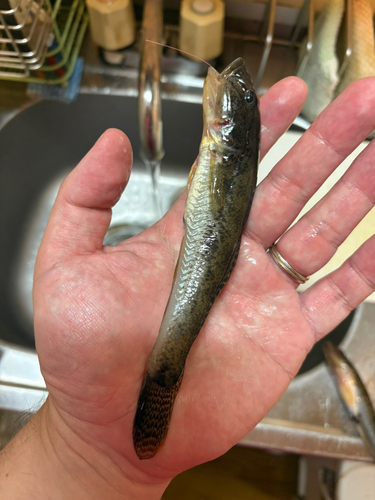 マハゼの釣果