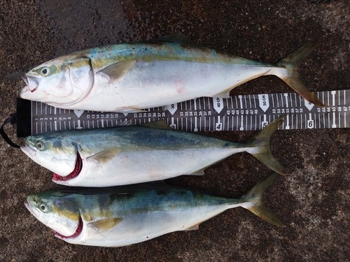 ワラサの釣果