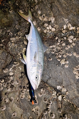 メジロの釣果