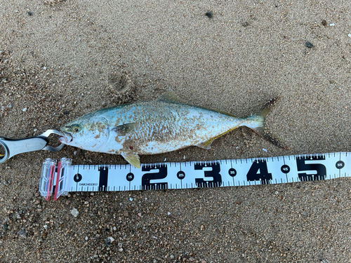 ハマチの釣果