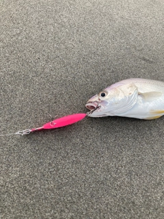 ニベの釣果