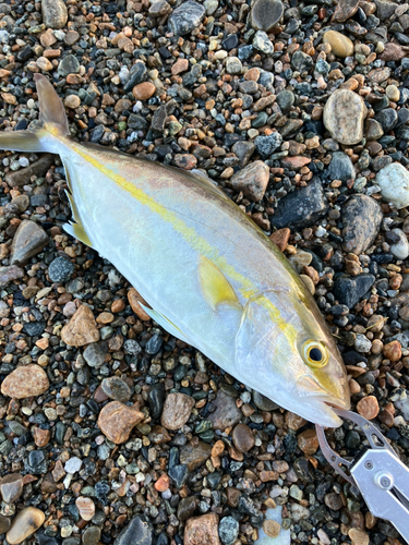 ショゴの釣果