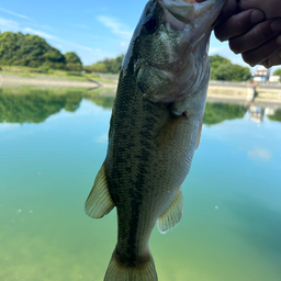 ブラックバス