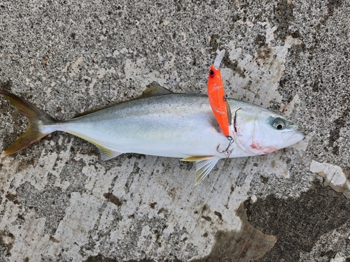 ハマチの釣果