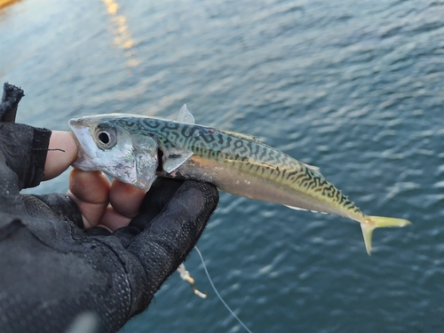 サバの釣果