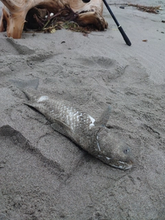 ボラの釣果