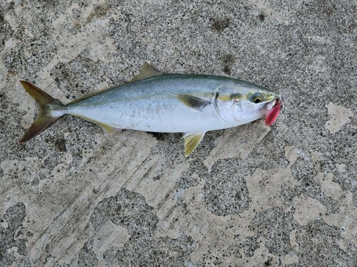 ツバスの釣果