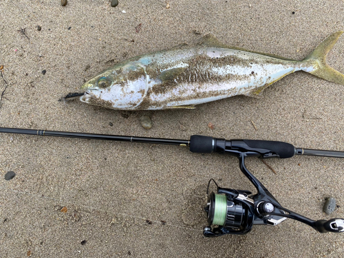 ワカシの釣果