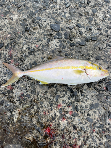 鹿児島湾南部