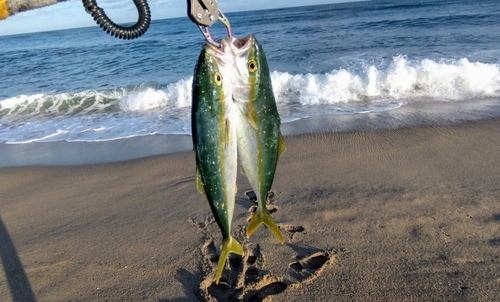 ツバスの釣果