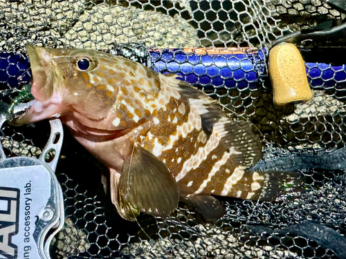 アコウの釣果