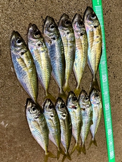 アジの釣果