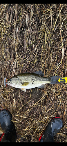 ラージマウスバスの釣果