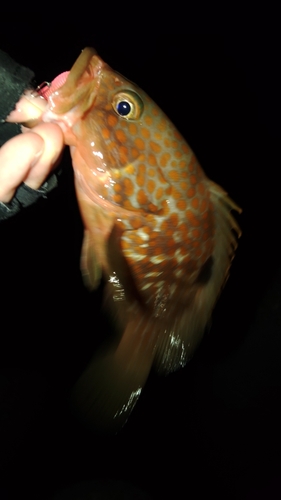 アコウの釣果