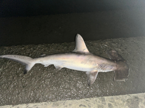 シュモクザメの釣果