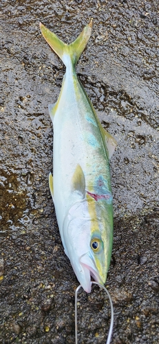 イナダの釣果