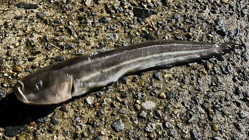 ゴンズイの釣果