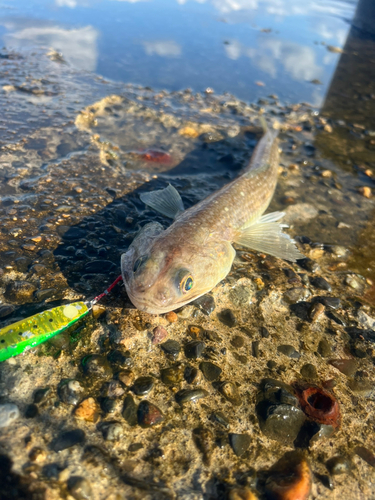 エソの釣果