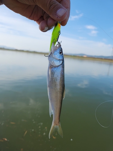 ワタカの釣果