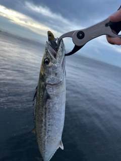 サゴシの釣果