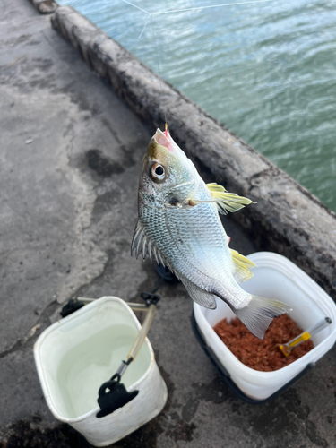 ホシミゾイサキの釣果