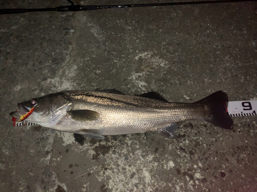 シーバスの釣果