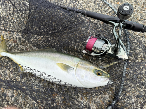 イナダの釣果