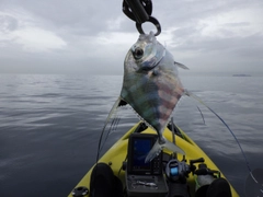 イトヒキアジの釣果