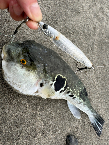 トラフグの釣果