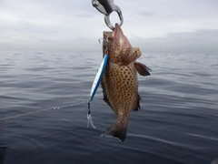 オオモンハタの釣果