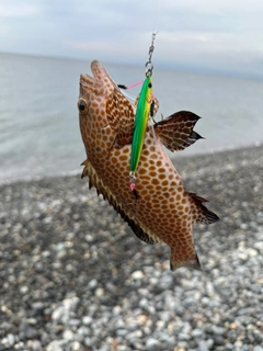 オオモンハタの釣果