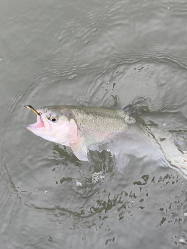 ニジマスの釣果