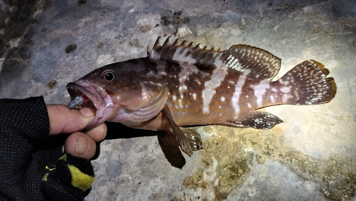 アコウの釣果