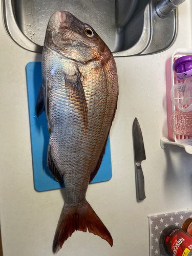 マダイの釣果