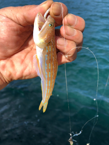 オキエソの釣果