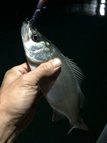 セイゴ（ヒラスズキ）の釣果