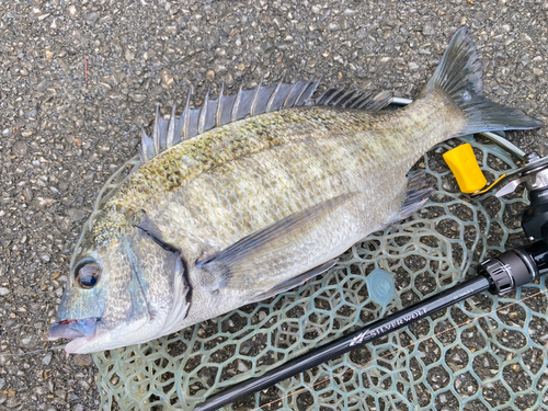 ミナミクロダイの釣果