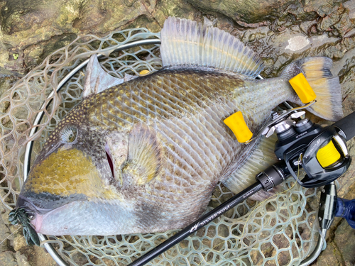 ゴマモンガラの釣果