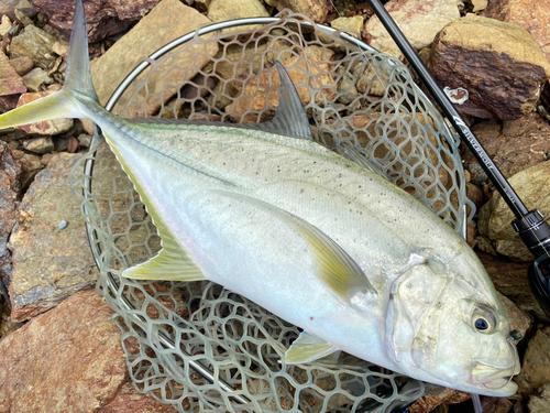 オニヒラアジの釣果