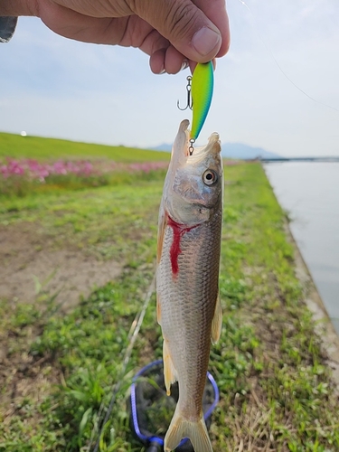 ワタカの釣果