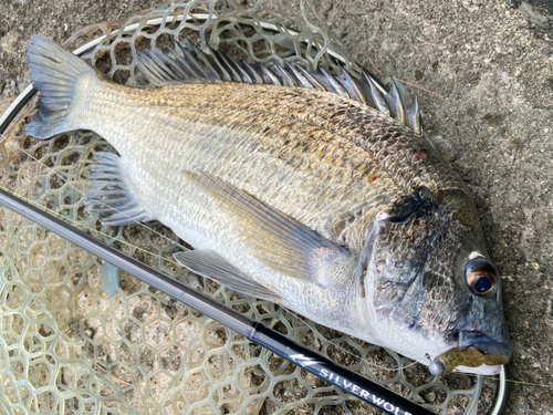 ミナミクロダイの釣果