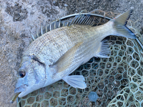 ミナミクロダイの釣果