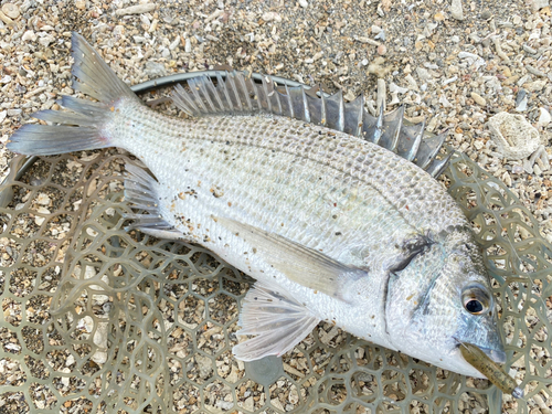 ミナミクロダイの釣果