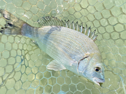 ミナミクロダイの釣果