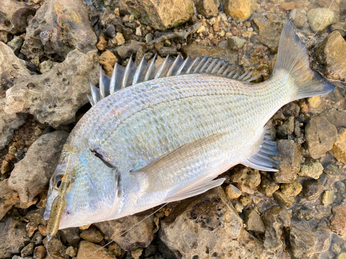 ミナミクロダイの釣果